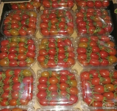 فروش گوجه فرنگی گیلاسی