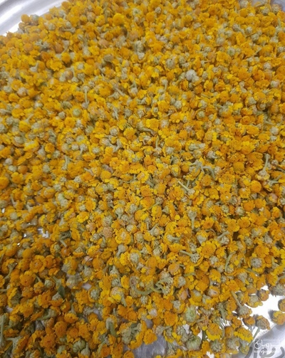 فروش بابونه