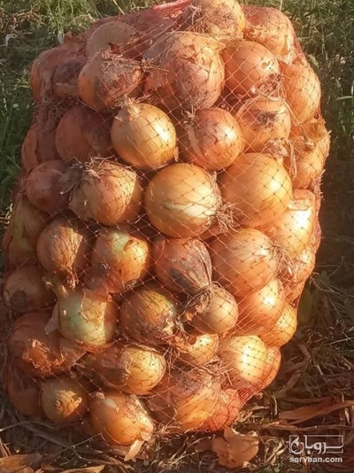 فروش پیاز طلایی