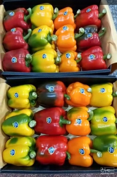 فروش فلفل دلمه ای رنگی