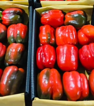 فروش فلفل دلمه ای  رنگی صادراتی