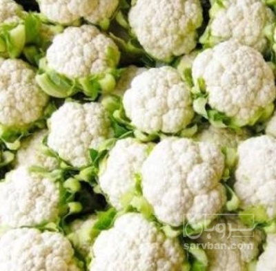 فروش گل کلم