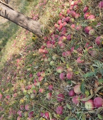 فروش سیب پادرختی
