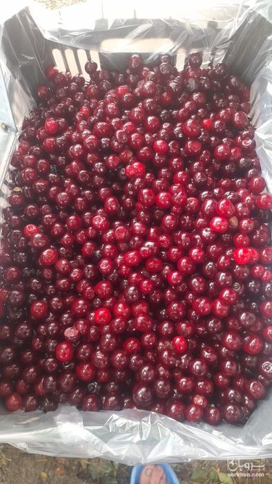 فروش آلبالو منجمد با هسته