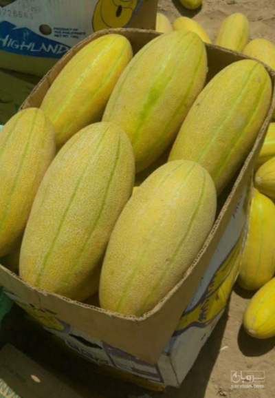 فروش خربزه شیرین