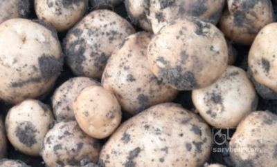 فروش سیب زمینی سانتا