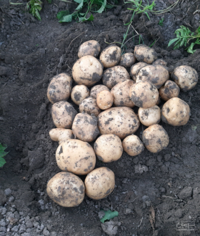 فروش سیب زمینی بامبا