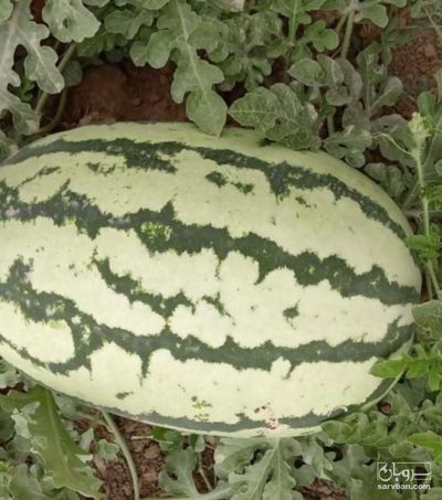 فروش هندوانه بیضی دراگون