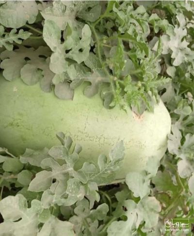 فروش هندوانه سفید