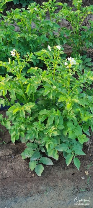 فروش سیب زمینی اسبریت