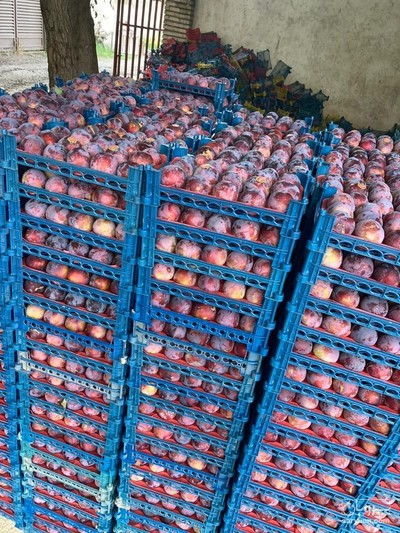 فروش آلو شابلون