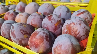 فروش آلو شابلون