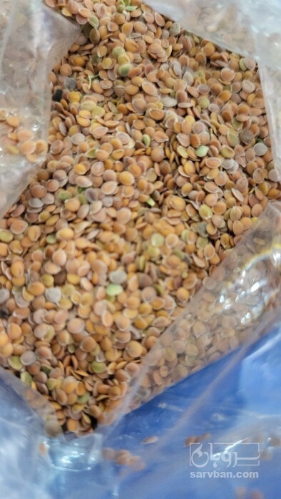 فروش قدومه (گیاه‌ دارویی)