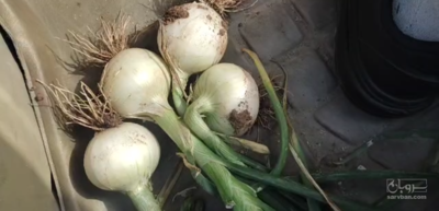 فروش پیاز سفید