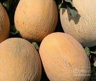 فروش خربزه راک آتشین