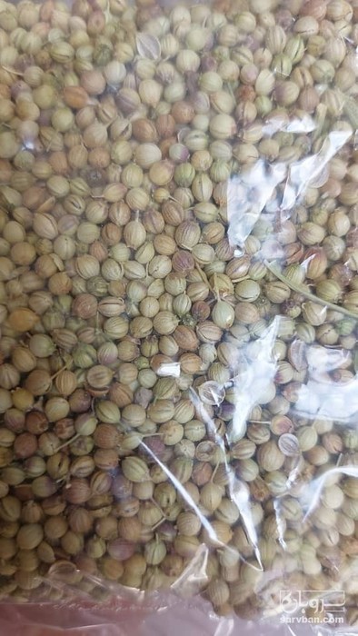 فروش تخم گشنیز دوبار لیزر