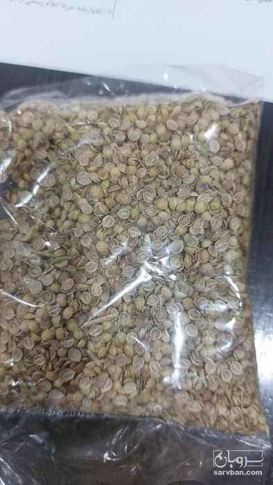 فروش تخم گشنیز لبه ایی