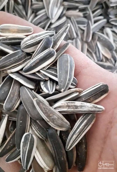 فروش تخمه آفتابگردان خام سنقری