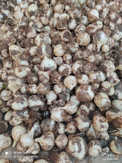 فروش موسیرکوهی