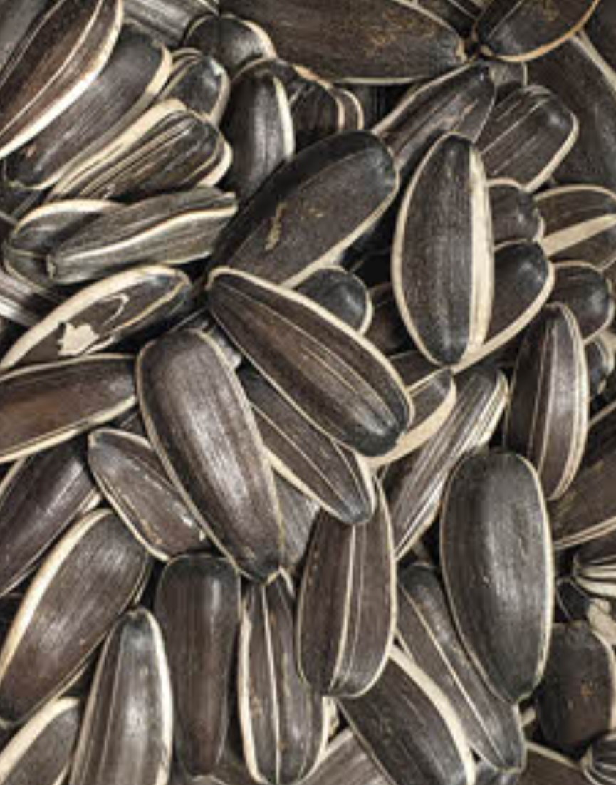 فروش تخمه آفتابگردان دور سفید