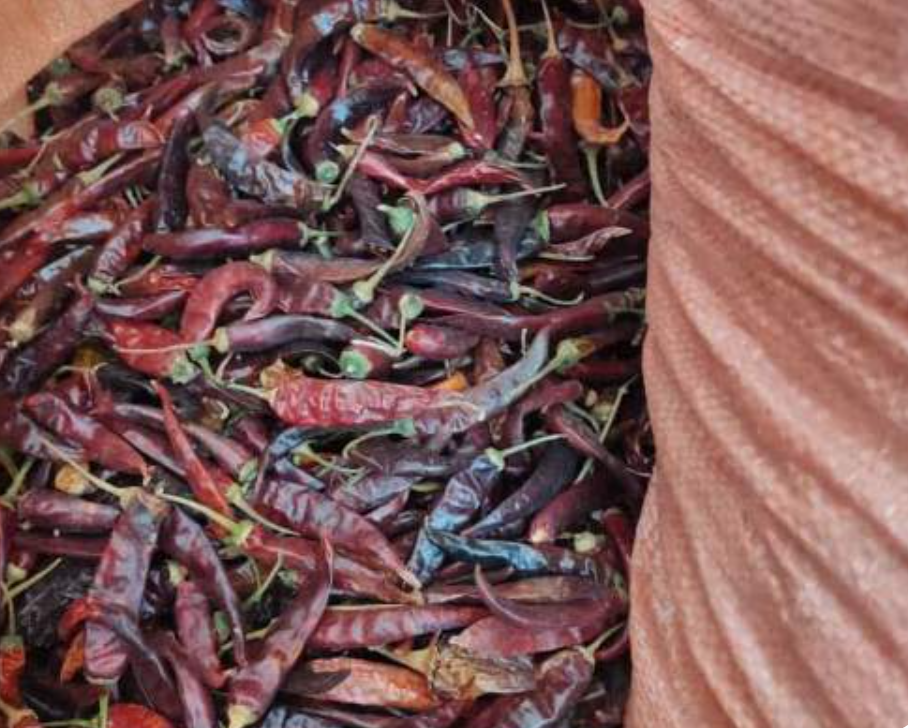 فروش فلفل خشک شاخ بزی