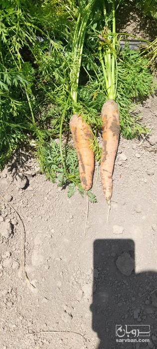 فروش هویج شسته نشده