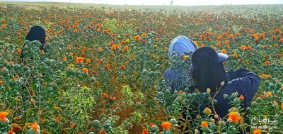 فروش بذر گلرنگ