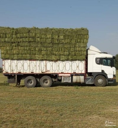 فروش یونجه خالص