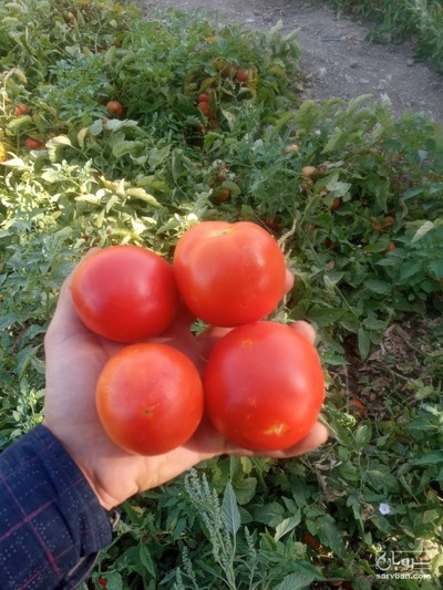 فروش گوجه فرنگی ربی