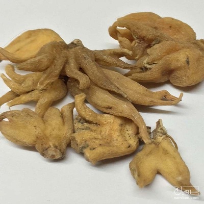 فروش ثعلب بنجه ایی