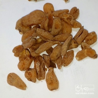 فروش ثعلب قلوه ایی