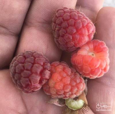 فروش میوه رزبری