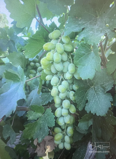 فروش غوره ابگیری