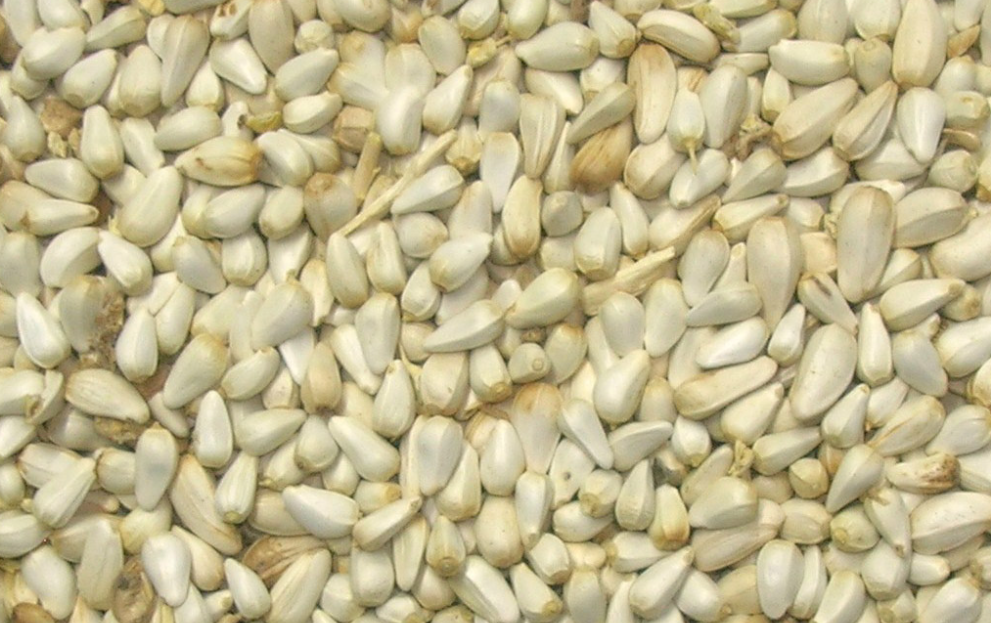 فروش  بذرگلرنگ