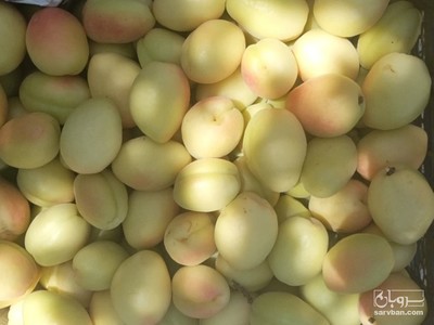 فروش زردآلو