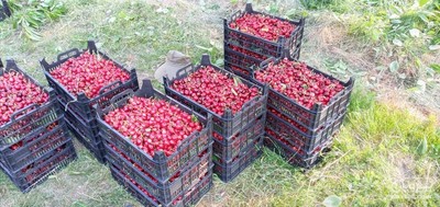 فروش گیلاس تکدانه