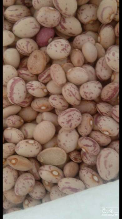 فروش لوبیا چیتی