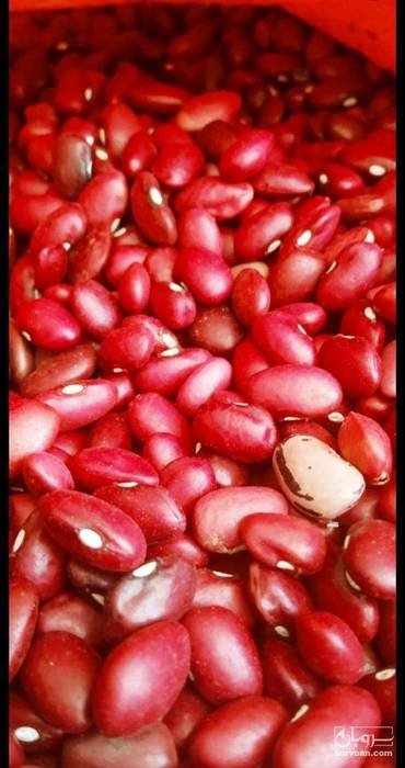 فروش لوبیا قرمز