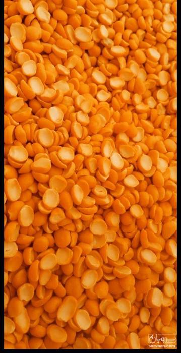 فروش نخود کفتری - لپه