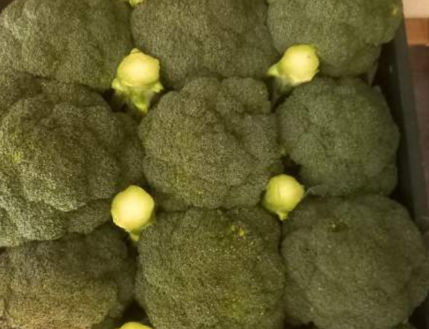 فروش کلم بروکلی