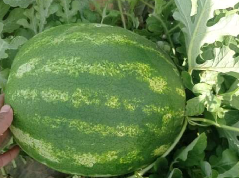 فروش هندوانه گرد