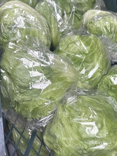 کاهوآیسبرگ