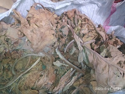 فروش تنباکو