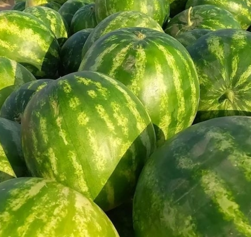 فروش هندوانه گرد