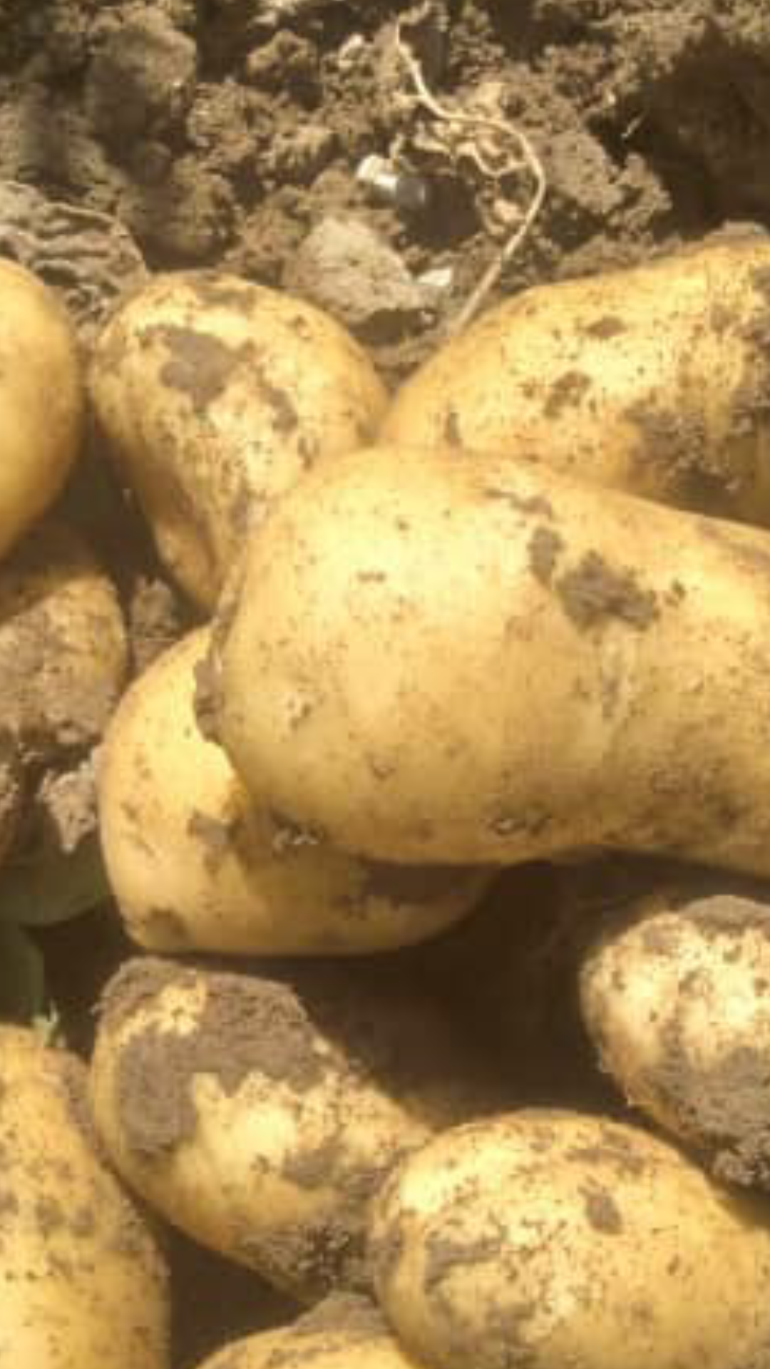 فروش سیب زمینی اگریا