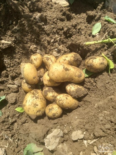 فروش سیب زمینی جلی