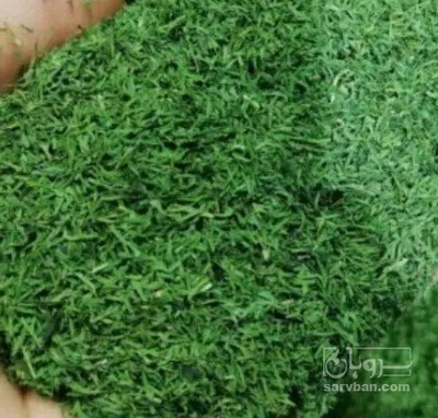 فروش شوید خشک (گیاه‌ دارویی)