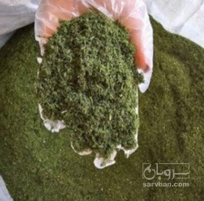 فروش شوید خشک (گیاه‌ دارویی)