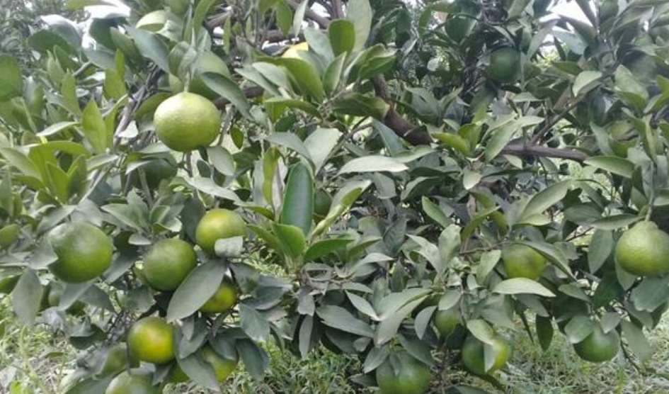 فروش نارنگی