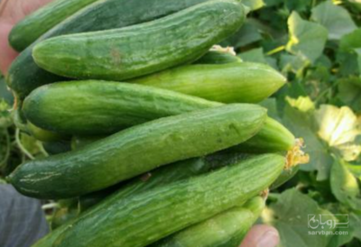 فروش خیار سبز